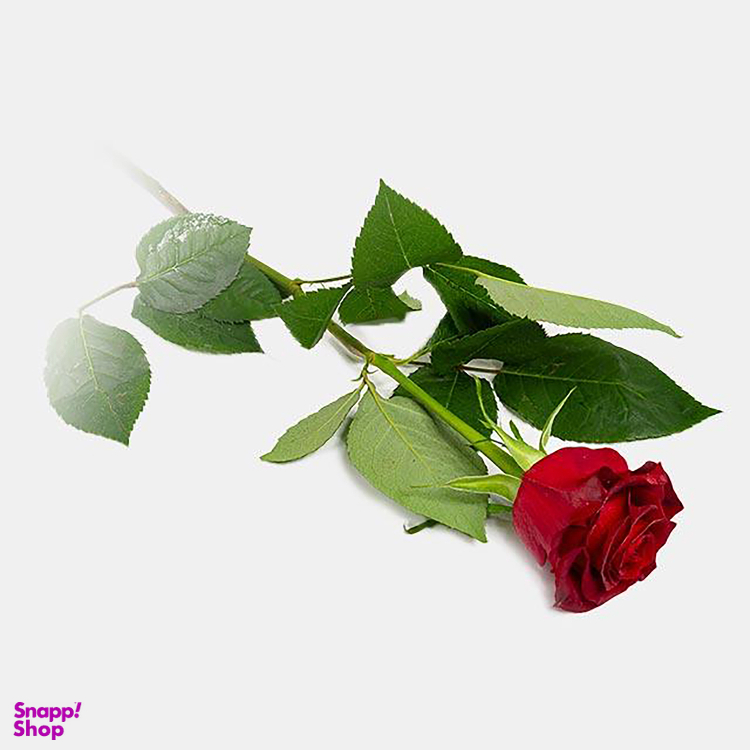 شاخه گل رز هلندی طبیعی رنگ قرمز