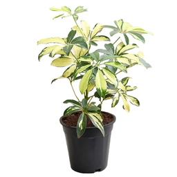 گل طبیعی سورین خاک (Sourin Soil) مدل شفلرا سایز متوسط