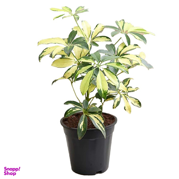 گل طبیعی سورین خاک (Sourin Soil) مدل شفلرا سایز متوسط