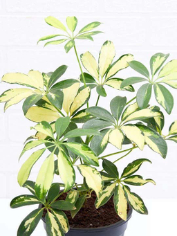 گل طبیعی سورین خاک (Sourin Soil) مدل شفلرا سایز متوسط