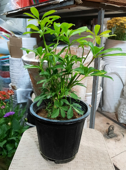 گل طبیعی سورین خاک (Sourin Soil) مدل شفلرا سایز متوسط