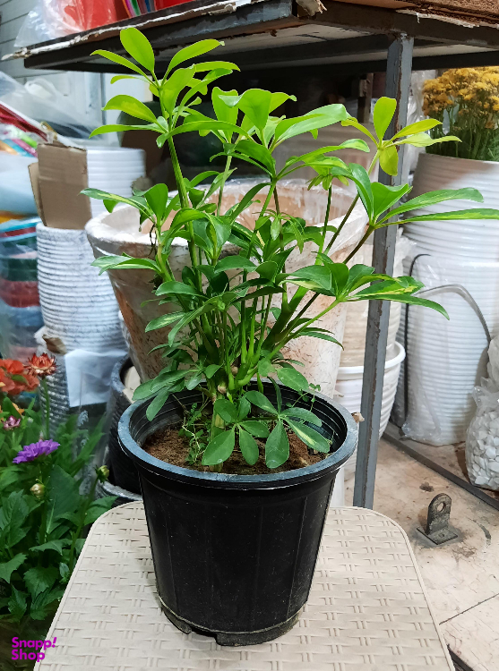 گل طبیعی سورین خاک (Sourin Soil) مدل شفلرا سایز متوسط