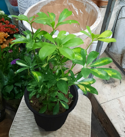 گل طبیعی سورین خاک (Sourin Soil) مدل شفلرا سایز متوسط