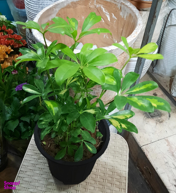 گل طبیعی سورین خاک (Sourin Soil) مدل شفلرا سایز متوسط