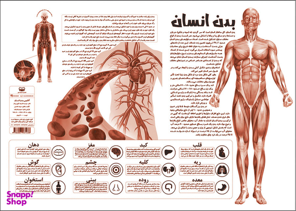 آناتومی بدن انسان