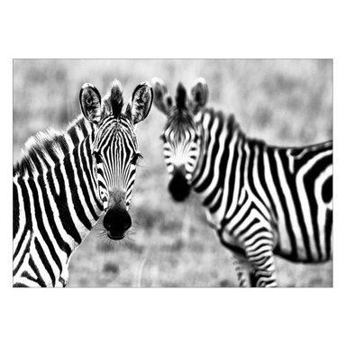 تابلو شاسی ونسونی طرح Astonished Zebras سایز 30 × 40 سانتی متر