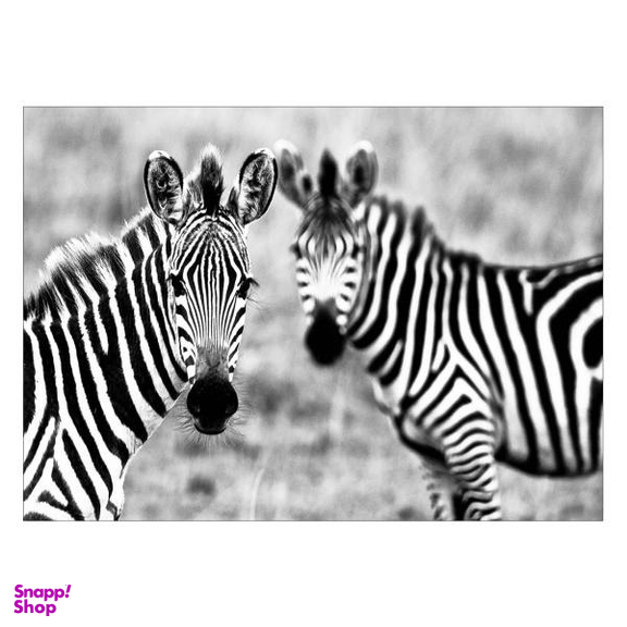 تابلو شاسی ونسونی طرح Astonished Zebras سایز 30 × 40 سانتی متر