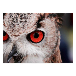 تابلو شاسی ونسونی طرح Red Eye Owl سایز 50x70 سانتی متر