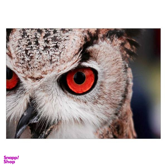 تابلو شاسی ونسونی طرح Red Eye Owl سایز 50x70 سانتی متر