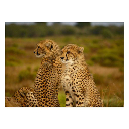 تابلو شاسی ونسونی طرح Chitta Babies سایز 50 × 70 سانتی متر