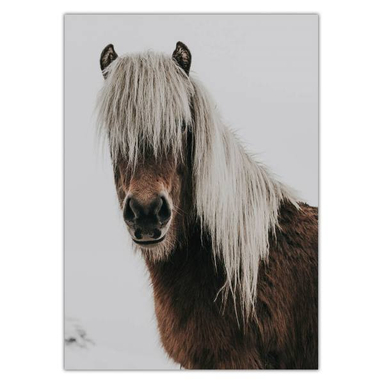 تابلو شاسی ونسونی طرح Hairy Horse سایز 50x70 سانتی متر