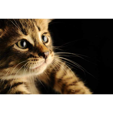 تابلو شاسی سهند طرح LS 267