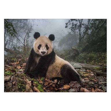 تابلو شاسی ونسونی طرح Alone Panda سایز 50 × 70