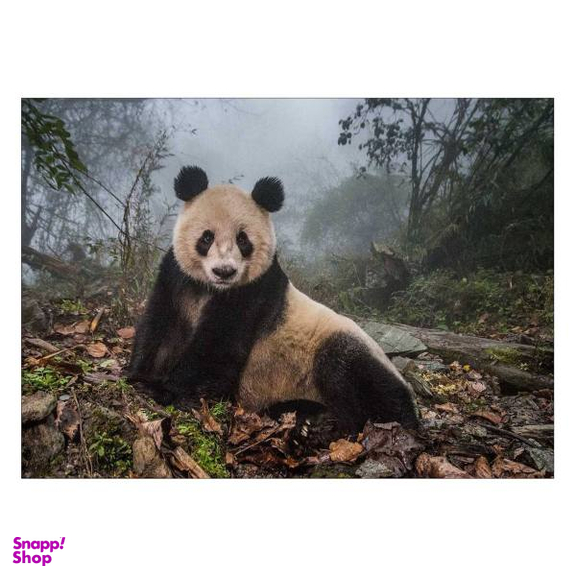 تابلو شاسی ونسونی طرح Alone Panda سایز 50 × 70
