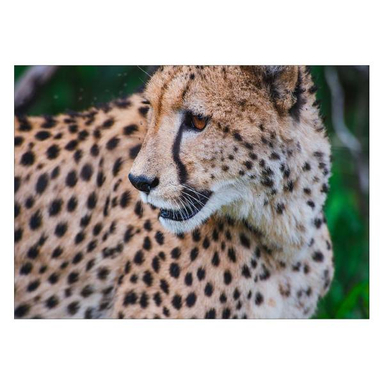 تابلو شاسی ونسونی طرح Baby Tiger سایز 50× 70 سانتی متر