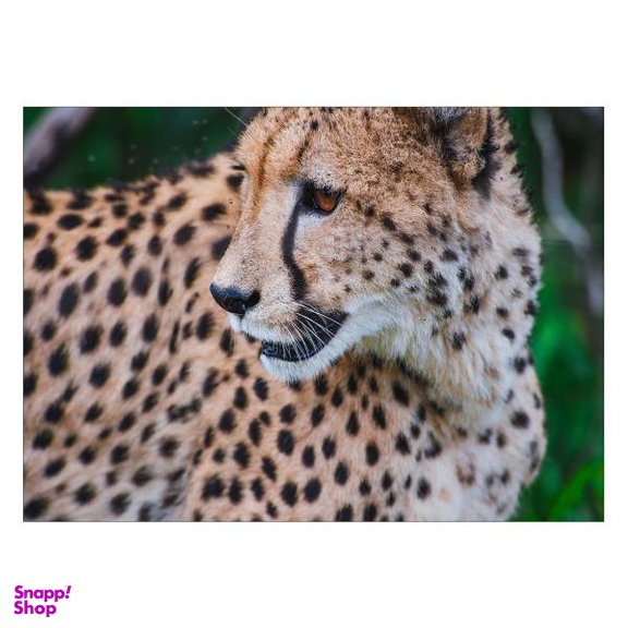 تابلو شاسی ونسونی طرح Baby Tiger سایز 50× 70 سانتی متر