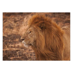 تابلو شاسی ونسونی طرح Angry Lion سایز 50 × 70 سانتی متر