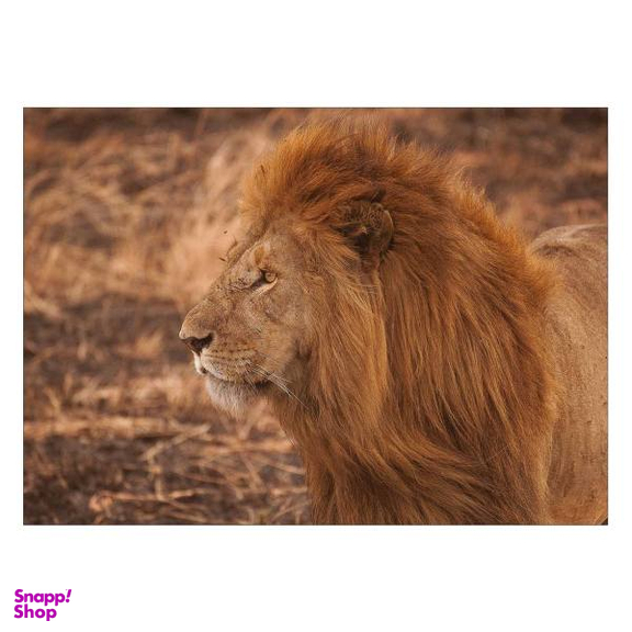تابلو شاسی ونسونی طرح Angry Lion سایز 50 × 70 سانتی متر