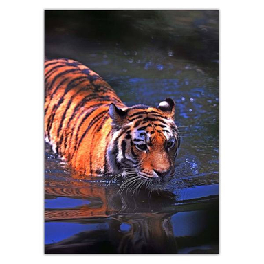 تابلو شاسی ونسونی طرح Swimming Tiger سایز 30x40 سانتی متر