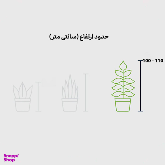 گیاه سانسوریا سبز پرغلاف