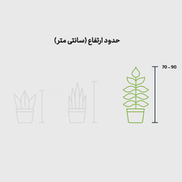 سانسوریا سه قلاف