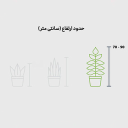 گل طبیعی گل ستان مدل سانسوریا شمشیری ابلق با گلدان سفید