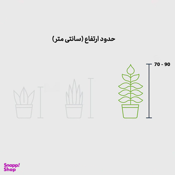 گل طبیعی گل ستان مدل سانسوریا شمشیری ابلق با گلدان سفید