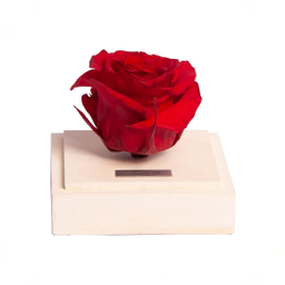 رز جاودان پایه سنگی سفید