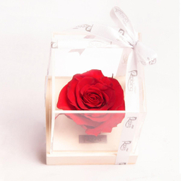 رز جاودان پایه سنگی سفید