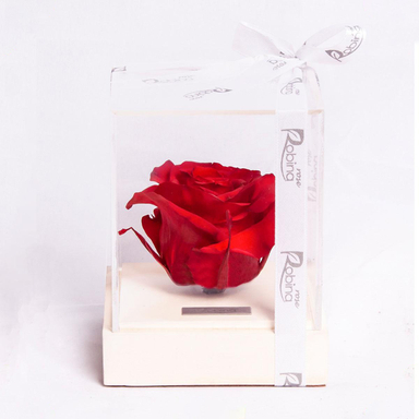 رز جاودان پایه سنگی سفید