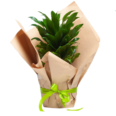 دراسنا کامپکت بزرگ
