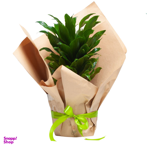 دراسنا کامپکت بزرگ