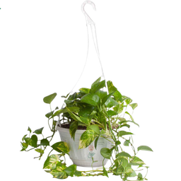 پتوس ابلق در گلدان آویز