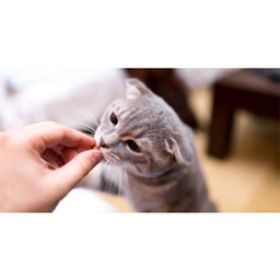 قرص مالت گربه جیم کت مدل Malt Tabs وزن 40 گرم