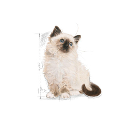 غذا خشک بچه گربه رویال کنین مدل Kitten وزن 2 کیلوگرم به همراه بستنی گربه