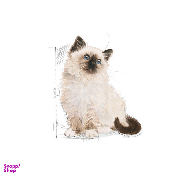غذا خشک بچه گربه رویال کنین مدل Kitten وزن 2 کیلوگرم به همراه بستنی گربه