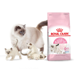 غذا خشک گربه رویال کنین مدل Mother And Babycat وزن 2 کیلوگرم به همراه بستنی