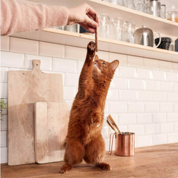 غذای تشویقی گربه جیم کت (Gim Cat) مدل مدادی بره و پرندگان وزن 25 گرم مجموعه 5 عددی
