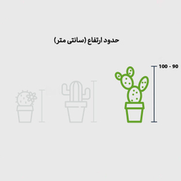 گیاه افوربیا قرمز در گلدان سفالی
