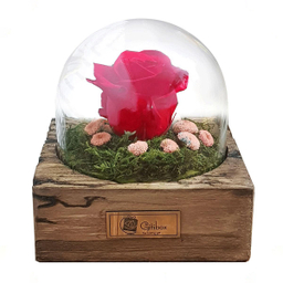 رز جاودان کلاسیک