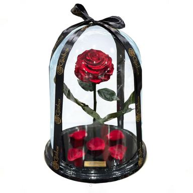 رز جاودان پارادایس