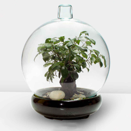 تراریوم حباب کره ای جنسینگ