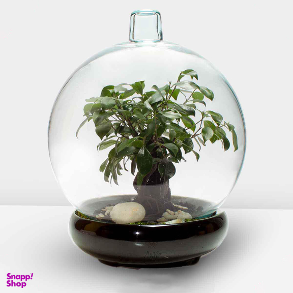 تراریوم حباب کره ای جنسینگ