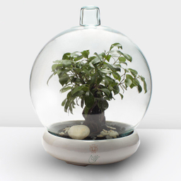 تراریوم حباب کره ای جنسینگ