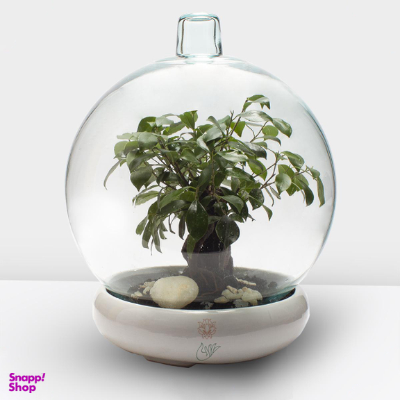 تراریوم حباب کره ای جنسینگ