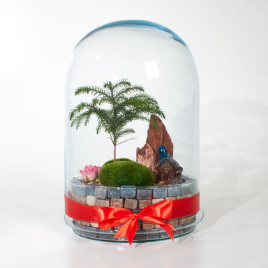 تراریوم کاج مینیاتور آروکاریا