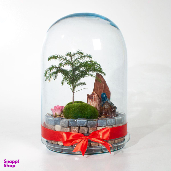 تراریوم کاج مینیاتور آروکاریا