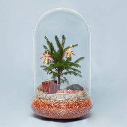 تراریوم کاج نویل