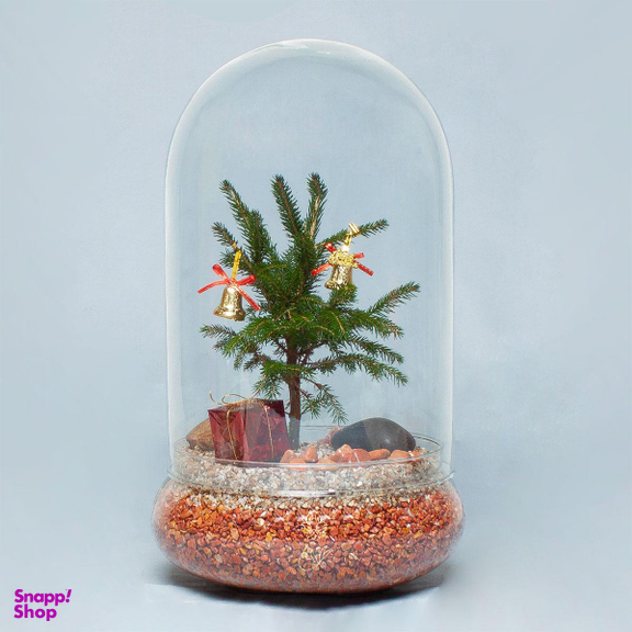 تراریوم کاج نویل