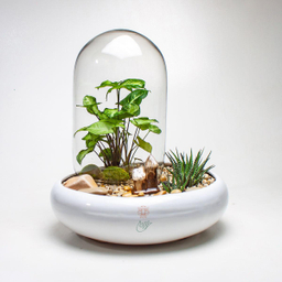 تراریوم سینگونیوم و هاورتیا